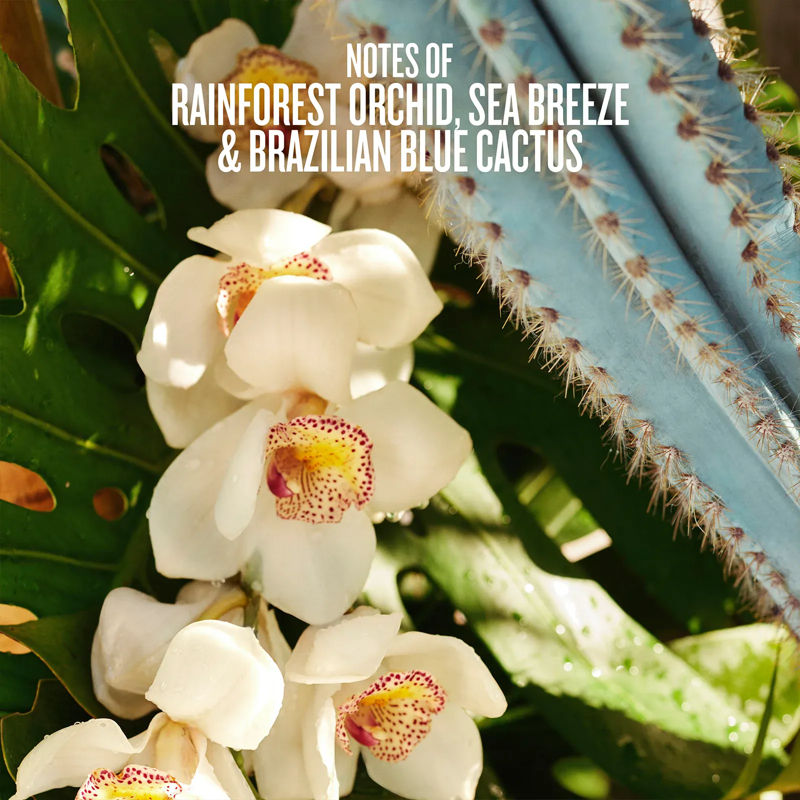 Refresco Paraíso Perfume Mist | Limited Edition - Image 3